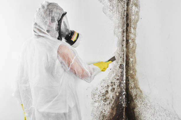Best HVAC Mold Remediation in Markham, IL