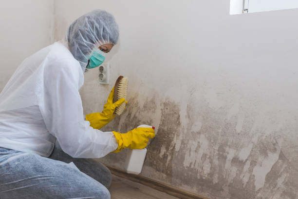 Best Attic Mold Remediation in Markham, IL