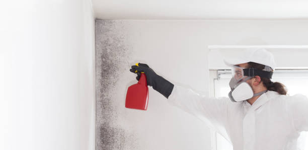 Best Emergency Mold Remediation in Markham, IL